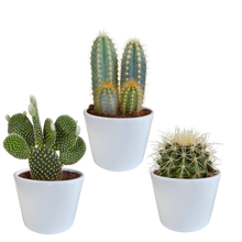 Kamerplant 3x Cactus Mix - in witte pot - Pot Ø 10.5cm