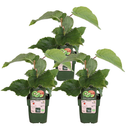 Buitenplant 3x Actinidia deliciosa 'Jenny' - Pot Ø 13cm Hoogte ↕ 45cm