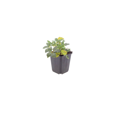 6x Helleborus orientalis - ↕10-25cm - Ø9cm