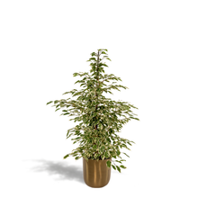 Kamerplant - Ficus benjamina Twilight - Inclusief sierpot - Pot Ø 21cm Hoogte ↕ 95cm