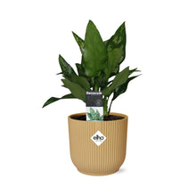 Kamerplant - Aglaonema Maria - Pot Ø 14cm