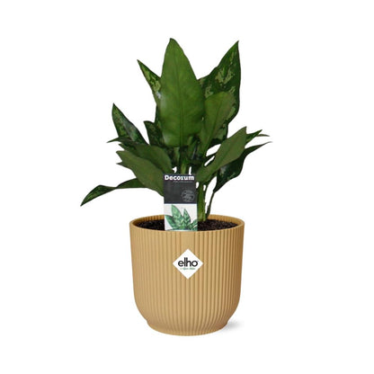 Kamerplant - Aglaonema Maria - Pot Ø 14cm