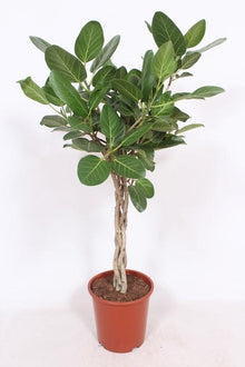 Kamerplant - Ficus Benghalensis - Pot Ø 27cm Hoogte ↕ 120cm