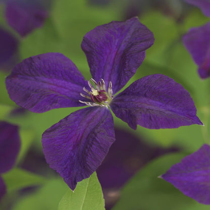 Buitenplant 2x Clematis viticella 'Polish Spirit' - Klimplant - Bloeiend - Pot Ø 11cm Hoogte ↕ 40cm