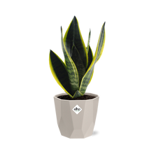Kamerplant - Sansevieria Futura Superba - Pot Ø 14cm