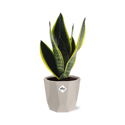 Kamerplant - Sansevieria Futura Superba - Pot Ø 14cm