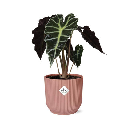 Kamerplant - Alocasia 'Polly' - Pot Ø 14cm