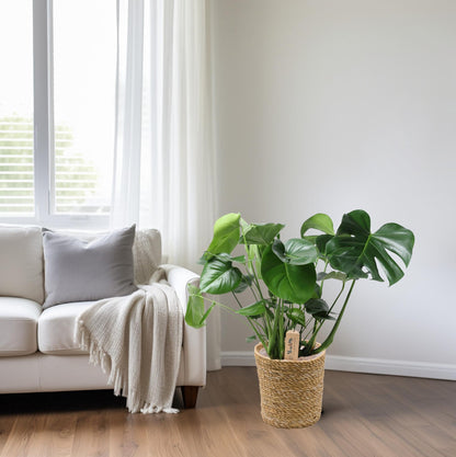 Kamerplant - Monstera Deliciosa in Mand - Pot Ø 21cm Hoogte ↕ 60cm