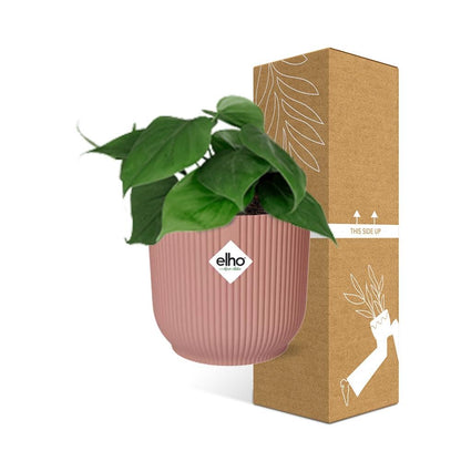 Kamerplant - Philodendron Scandens - Pot Ø 14cm