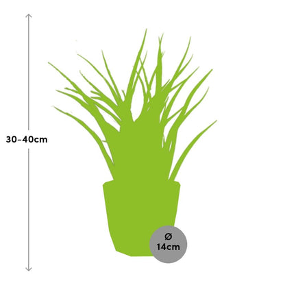 Kamerplant - Sansevieria Fernwood Punk - Pot Ø 14cm