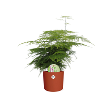 Kamerplant - Asparagus 'Plumosus' - inclusief sierpot - Pot Ø 14cm