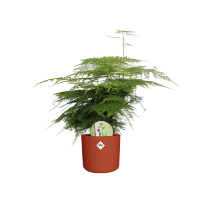 Kamerplant - Asparagus 'Plumosus' - inclusief sierpot - Pot Ø 14cm