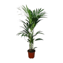 XL kamerplant - Howea Forsteriana - Pot Ø 21cm Hoogte ↕ 120cm