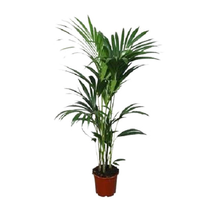 XL kamerplant - Howea Forsteriana - Pot Ø 21cm Hoogte ↕ 120cm