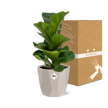 Kamerplant - Ficus Lyrata 'Bambino' - Inclusief grijze sierpot - Pot Ø 14cm