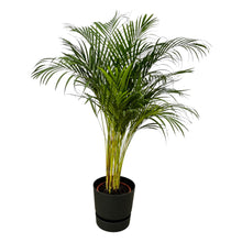 Kamerplant - Areca Palm - Pot Ø 24cm Hoogte ↕ 130cm