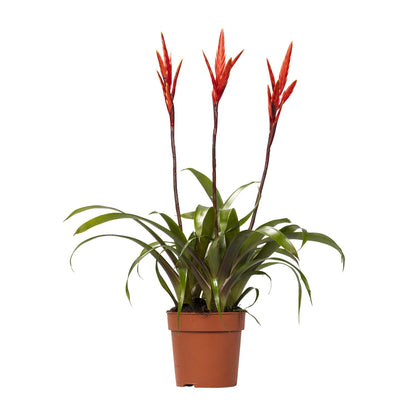 Kamerplant - Vriesea Elan Toef - Pot Ø 12cm Hoogte ↕ 55cm