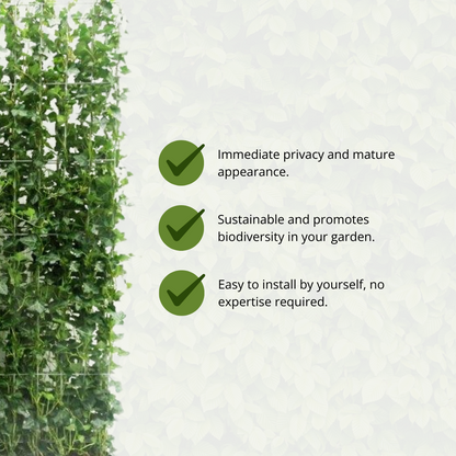 Buitenplant - Hedera hibernica Klimop - Kant-en-Klaar Haag - Breedte ↔ 120cm Hoogte ↕ 180cm