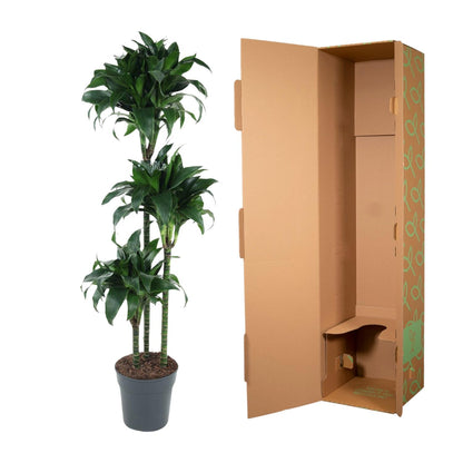 Kamerplant - Dracaena Tatuade - Pot Ø 24cm Hoogte ↕ 140cm