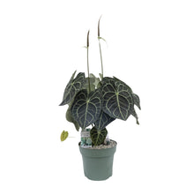 Kamerplant - Anthurium Clarinervium - Pot Ø 30cm Hoogte ↕ 80cm
