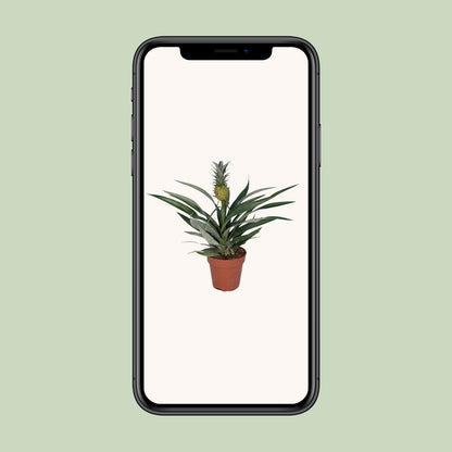 Kamerplant - Bromelia Ananas - Pot Ø 12cm Hoogte ↕ 30cm