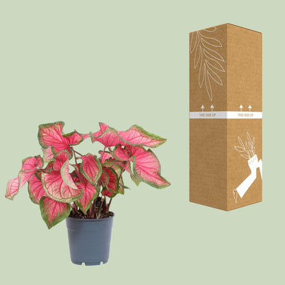 Kamerplant - Caladium Sweetheart - Pot Ø 12cm Hoogte ↕ 25cm