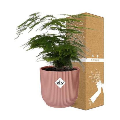 Kamerplant - Asparagus Setaceus 'Plumosus' - Pot Ø 14cm Hoogte ↕ 30-45cm
