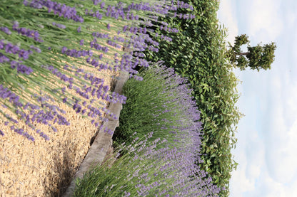 Buitenplant 12x Lavendel angustifolia - Bloeiend - Pot Ø 7cm Hoogte ↕ 15cm