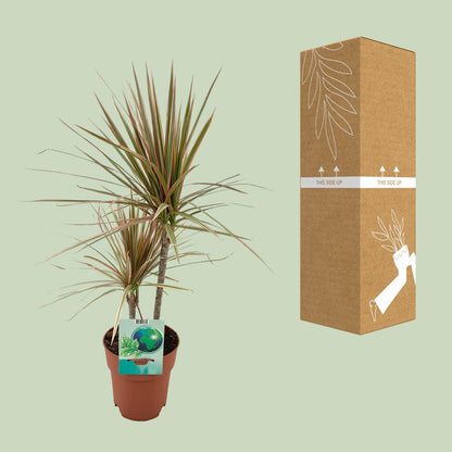 Kamerplant - Dracaena Marginata Bicolor - Pot Ø 19cm Hoogte ↕ 70cm