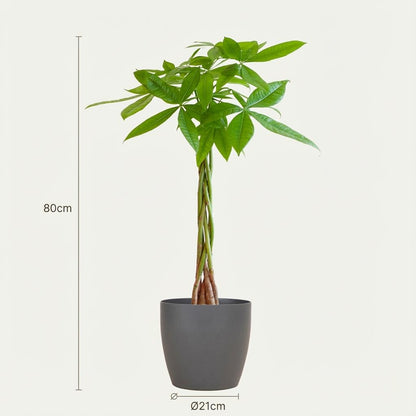 Kamerplant - Pachira Aquatica - Hoogte ↕ 35-160cm