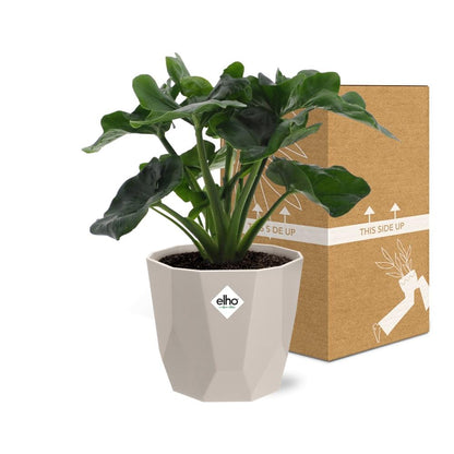 Kamerplant - Philodendron Atom - Inclusief sierpot - Pot Ø 14cm