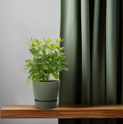 Kamerplant - Schefflera Nora - Pot Ø 13cm Hoogte ↕ 35cm