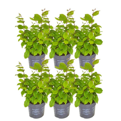 Buitenplant 6x Carpinus betulus - Winterhard - Pot Ø cm Hoogte ↕ cm