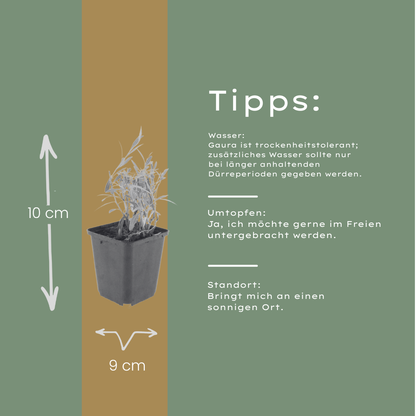 Buitenplant 6x Gaura lindheimeri - Bloeiend - Pot Ø 9cm Hoogte ↕ 10-25cm