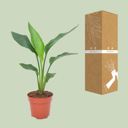 Kamerplant - Strelitzia Reginae - Pot Ø 12cm Hoogte ↕ 40cm