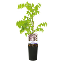 Buitenplant - Wisteria floribunda 'Rosea' - Bloeiend - Pot Ø 11cm Hoogte ↕ 40cm