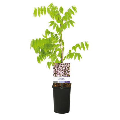 Buitenplant - Wisteria floribunda 'Rosea' - Bloeiend - Pot Ø 11cm Hoogte ↕ 40cm