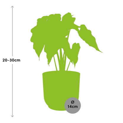 Kamerplant - Alocasia 'Polly' - Pot Ø 14cm