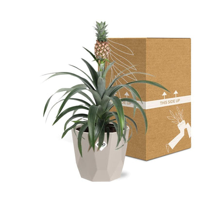 Kamerplant - Ananas Mi Amigo - Pot Ø 14cm