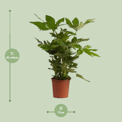 Kamerplant - Fatsia Japonica - Pot Ø 17cm Hoogte ↕ 40cm