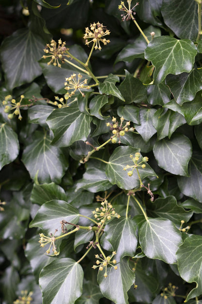 Buitenplant - Hedera hibernica - Klimplant - Pot Ø 15cm Hoogte ↕ 65cm