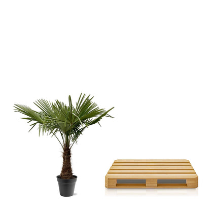 XL plant - Trachycarpus fortunei - Winterhard - Pot Ø 45cm Hoogte ↕ 220-240cm