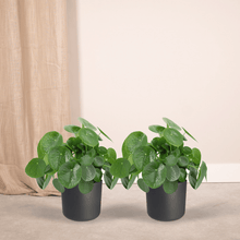 Kamerplant 2x Pilea Peperomioides - Pannekoekenplant - Pot Ø 15cm Hoogte ↕ 25cm