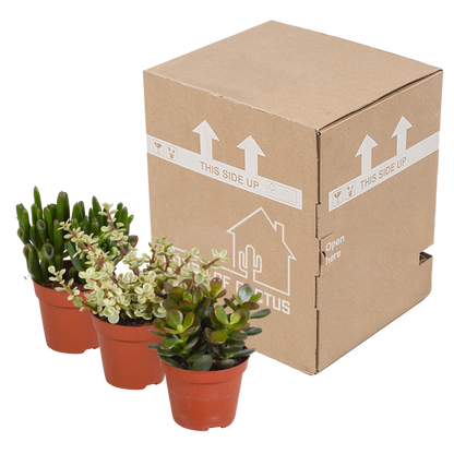 Kamerplant 3x Crassula mix - Hoogte ↕ 8.5cm