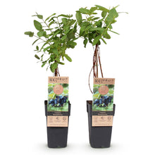 Buitenplant 2x Lonicera caerulea Kamchatika - Honingbes - Pot Ø 15cm Hoogte ↕ 50cm