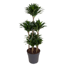 XL Kamerplant - Dracaena Compacta Carrousel - Pot Ø 31cm Hoogte ↕ 130cm