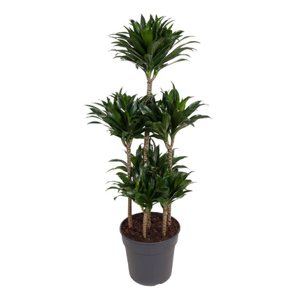 XL Kamerplant - Dracaena Compacta Carrousel - Pot Ø 31cm Hoogte ↕ 130cm