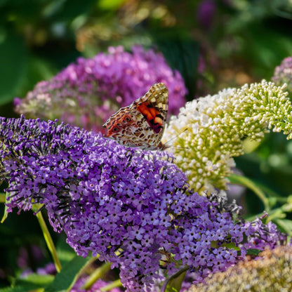 Buitenplant 3x Buddleja davidii Tricolour - Bloeiend - Pot Ø 17cm Hoogte ↕ 30cm