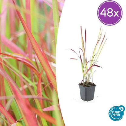 Buitenplant 48x Imperata cylindrica 'Red Baron' - Pot Ø 9cm Hoogte ↕ 10-25cm