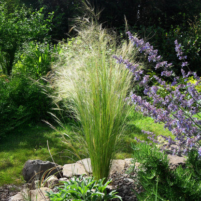 Buitenplant 4x Stipa tenuifolia 'Pony Tails' - Pot Ø 17cm Hoogte ↕ 50cm